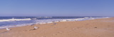 Seagulls on the Beach  Florida  USA