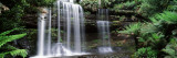 Rainforest  Mt Field National Park  Tasmania  Australia
