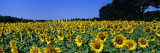Sunflowers in a Field  Provence  France