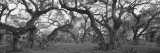 Oak Trees in a Forest  Lake Kissimmee State Park  Florida  USA