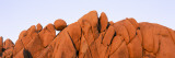 Joshua Tree National Park  California  USA