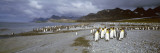 King Penguins  Gold Harbor  South Georgia Island  Falkland Islands