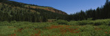 Indian Paintbrush Flowers on a Landscape  Gros Ventre  Wyoming  USA