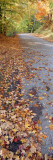 Autumn Leaves on a Road  Leland  Michigan  USA