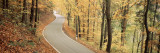 Autumn Trees along a Road  Germany