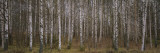 Silver Birch Trees in a Forest  Narke  Sweden