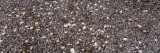 Heap of Clams and Mussels  British Columbia  Canada