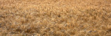 Wheat  Colorado  USA