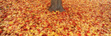 Autumn Leaves near a Tree Trunk  Grand Rapids  Michigan  USA