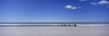Four Gentoo Penguins Standing on the Beach  Falkland Islands