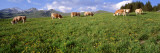 Cows Grazing in the Field  Switzerland