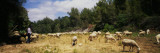 Flock of Sheep Grazing in a Field  Sitges  Spain