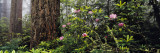 Redwoods and Rhododendrons at Prairie Creek Redwood State Park  California  USA
