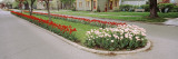 Tulips on a Street  Holland  Michigan  USA