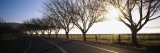 Trees along a Highway  Napa Valley  California  USA