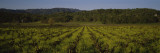 Plants in a Vineyard  Kenwood  California  USA