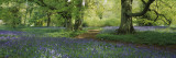 Bluebells in a Forest  Thorp Perrow Arboretum  North Yorkshire  England