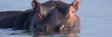 Hippopotamus Submerged in Water