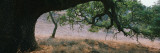 Oak Tree on a Field  Sonoma County  California  USA