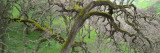 Black Oak Tree in the Forest  California  USA