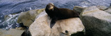 Sea Lion Lying on a Rock at the Coast  Fisherman's Wharf  Monterey  California  USA