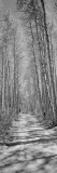 Trees Along a Road  Log Cabin Gold Mine  Eastern Sierra  Californian Sierra Nevada  California  USA