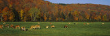 Cows Grazing on a Pasture  Wilmington  Vermont  New England  USA