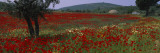 Red Poppies in a Field  Turkey