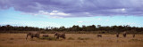 Elephants in Masai Mara National Reserve  Kenya