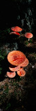 Fly Agaric Mushrooms  French Riviera  France