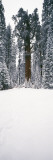 General Sherman Trees in a Snow Covered Landscape  Sequoia National Park  California  USA
