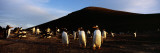 Colony of Gentoo Penguins Standing on a Landscape  Falkland Islands