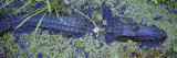 Alligator Swimming in a River  Florida  USA