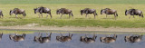 Herd of Wildebeests along a River  Ngorongoro Crater  Tanzania