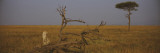 African Cheetah Sitting on a Fallen Tree  Masai Mara National Reserve  Kenya