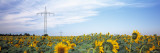 Electricity Pylons in a Field of Sunflowers  Baden-Wurttemberg  Germany
