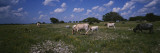 Cattle Grazing in the Field  Texas Longhorn Cattle  YO Ranch  Texas  USA