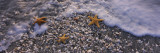 Three Starfish on the Beach  Gulf of Mexico  Florida  USA