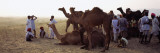 Group of People with Their Camels in a Fair  Pushkar Camel Fair  Pushkar  Rajasthan  India