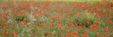 Poppies Growing in a Field  Sicily  Italy