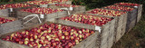 Heap of Apples in Wooden Crates  Grand Rapids  Kent County  Michigan  USA