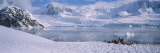 Gentoo Penguins on a Landscape  Neko Harbor  Antarctica