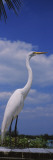 Great Egret Perching  Gulf of Mexico  Florida  USA