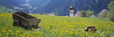 Wheelbarrow in a Field  Austria