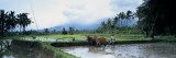 Farmer and Oxen Plowing a Rice Paddy Field  Bali  Indonesia