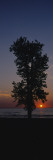 Silhouette of a Cotton Wood Tree at Sunrise  Lake Erie  Michigan  USA