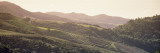 Vineyard in a Valley  Sonom  Sonoma County  California  USA