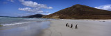 Four Gentoo Penguins Standing on the Beach  Falkland Islands