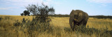 African Elephant Standing in Masai Mara National Reserve  Kenya