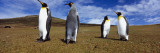 Four King Penguins Standing on a Landscape  Falkland Islands
